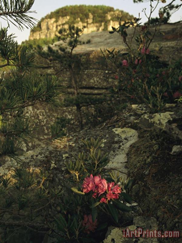 View of The Pinnacle of Pilot Mountain with Blooming Rhododendron painting - Raymond Gehman View of The Pinnacle of Pilot Mountain with Blooming Rhododendron Art Print