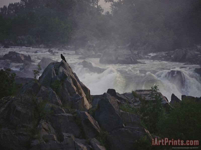 View of Waterfalls at Great Falls State Park at Dawn painting - Raymond Gehman View of Waterfalls at Great Falls State Park at Dawn Art Print