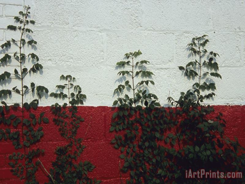 Vines Grow Up The Side of a Cinder Block Garage painting - Raymond Gehman Vines Grow Up The Side of a Cinder Block Garage Art Print