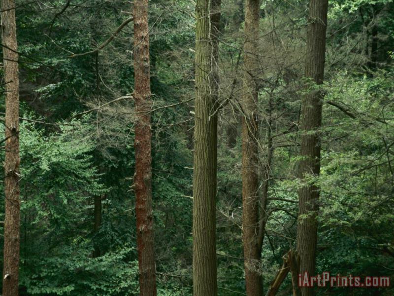 Virgin Hemlock Forest painting - Raymond Gehman Virgin Hemlock Forest Art Print