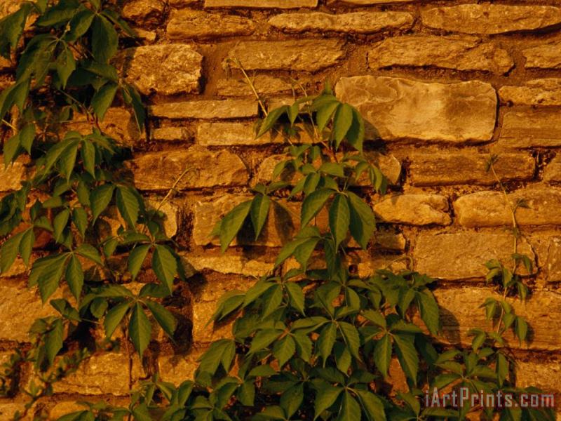 Virginia Creeper Vine Clinging to a Stone Wall painting - Raymond Gehman Virginia Creeper Vine Clinging to a Stone Wall Art Print