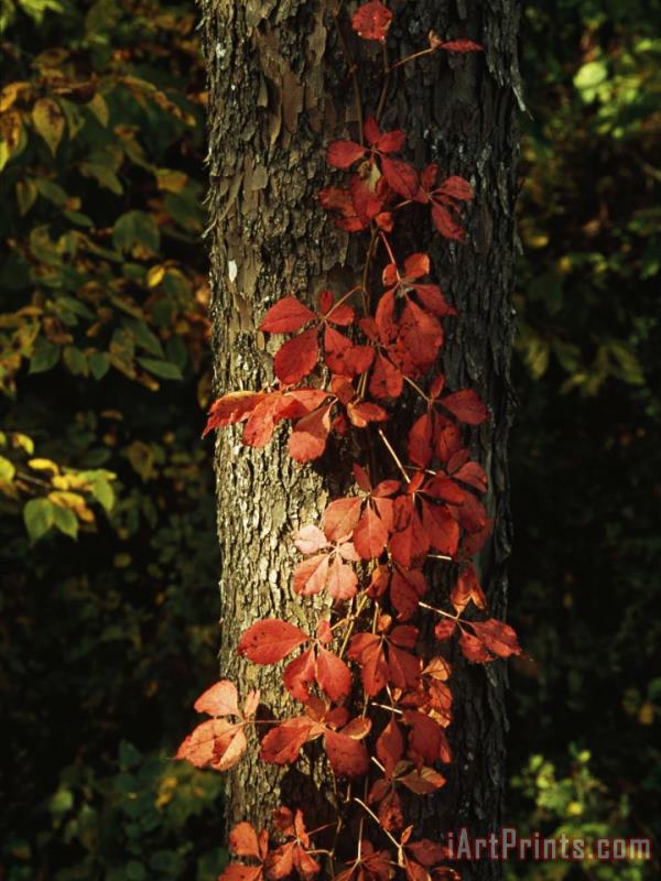 Raymond Gehman Virginia Creeper Vine in Autumn Colors Climbing a Tree Trunk Art Print