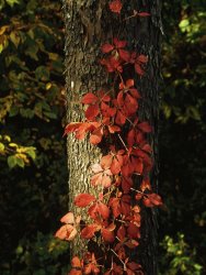 Raymond Gehman Virginia Creeper Vine in Autumn Colors Climbing a Tree Trunk