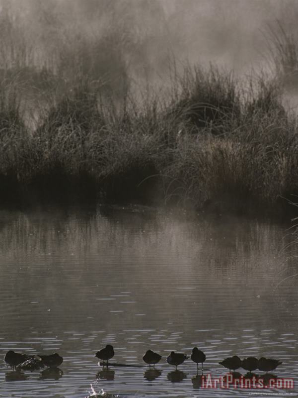Raymond Gehman Wading Marsh Birds in Early Morning Fog Grand Teton National Park Art Painting