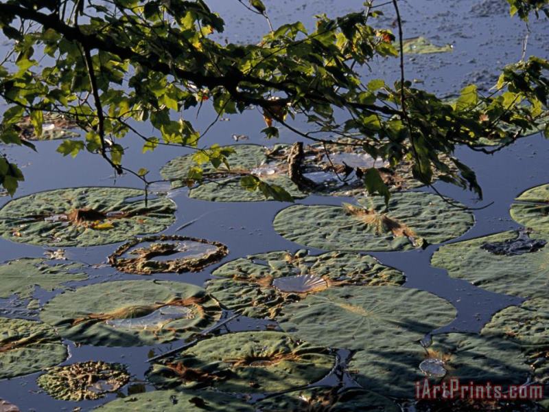 Raymond Gehman Water Lily Pads on The Surface of Hematite Lake Art Painting