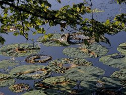 Raymond Gehman Water Lily Pads on The Surface of Hematite Lake