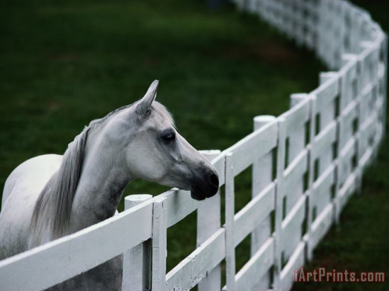 Raymond Gehman White Horse Staring Over a Wooden Fence Art Print