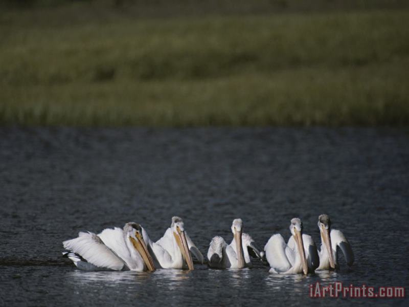 White Pelicans Encircling Fish on Yellowstone Lake painting - Raymond Gehman White Pelicans Encircling Fish on Yellowstone Lake Art Print