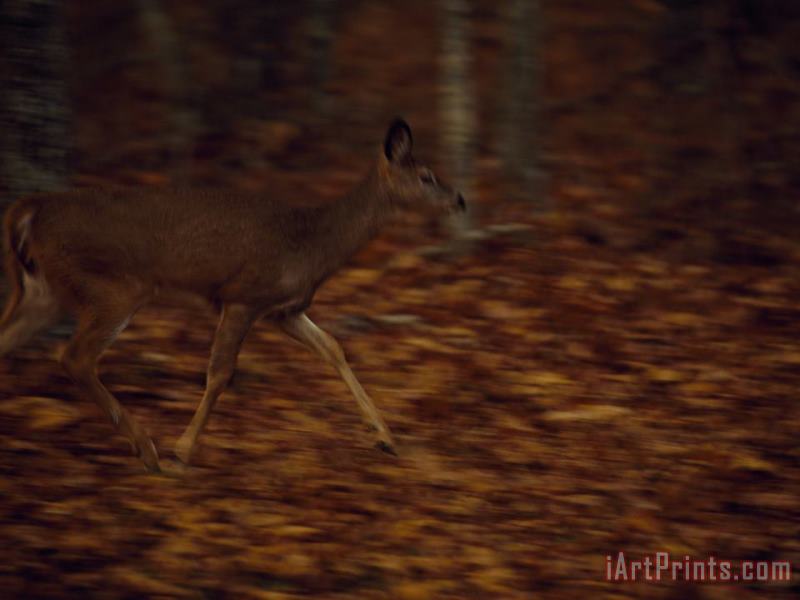 Raymond Gehman White Tailed Deer Doe Running Along The Debord Falls Trail at Dusk Art Print