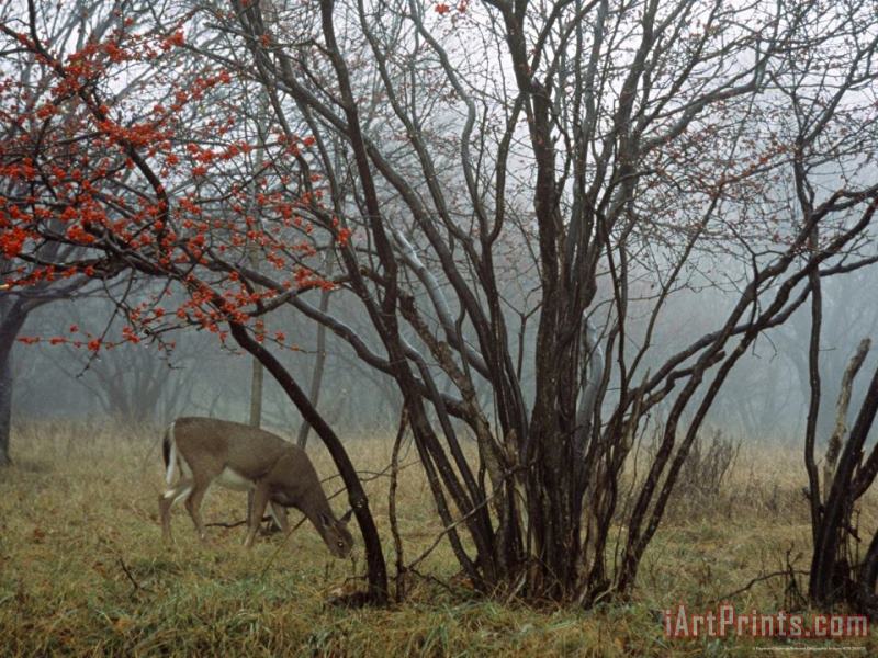 White Tailed Deer Forages Near a Serviceberry Tree painting - Raymond Gehman White Tailed Deer Forages Near a Serviceberry Tree Art Print