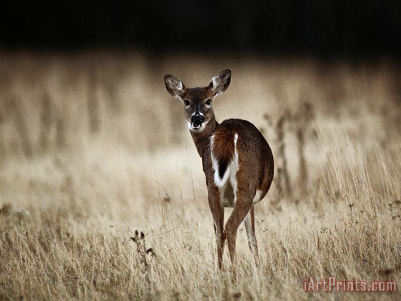 White Tailed Deer Vocalizing in Meadow Area painting - Raymond Gehman White Tailed Deer Vocalizing in Meadow Area Art Print