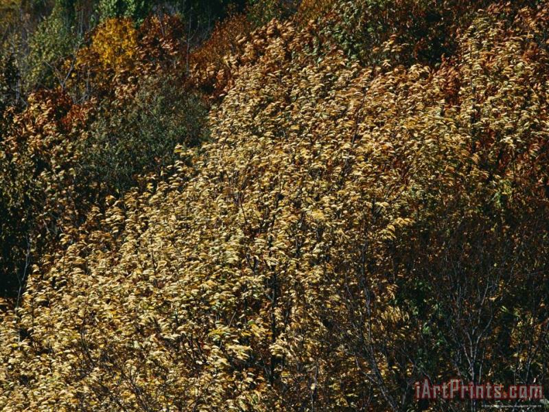 Raymond Gehman Wild Cherry Tree Leaves Blowing in The Wind Art Painting