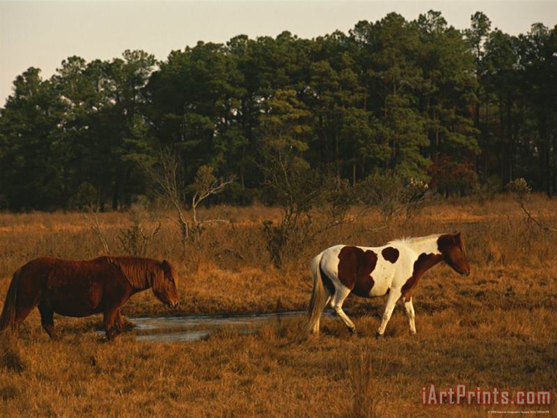 Wild Chincoteague Ponies Crossing a Marsh Near a Maritime Forest painting - Raymond Gehman Wild Chincoteague Ponies Crossing a Marsh Near a Maritime Forest Art Print