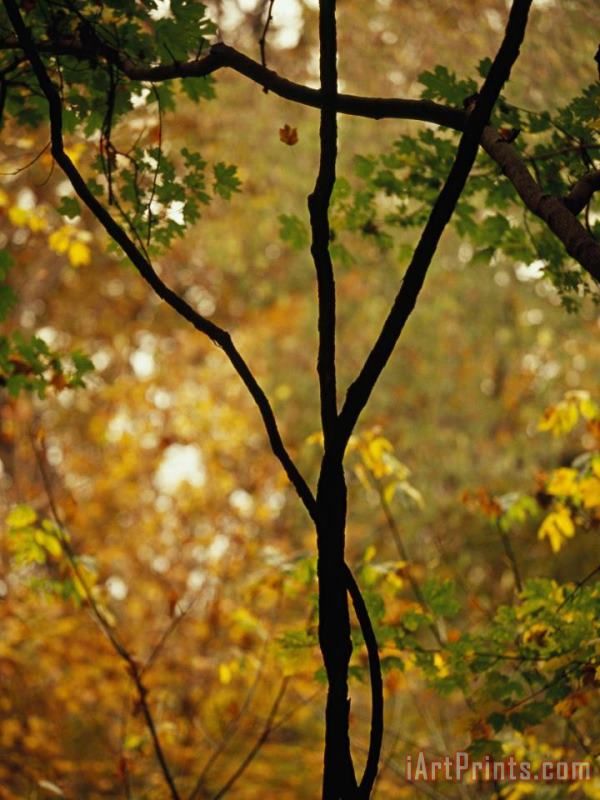 Wild Grape Vines Against an Autumn Woodland Setting painting - Raymond Gehman Wild Grape Vines Against an Autumn Woodland Setting Art Print