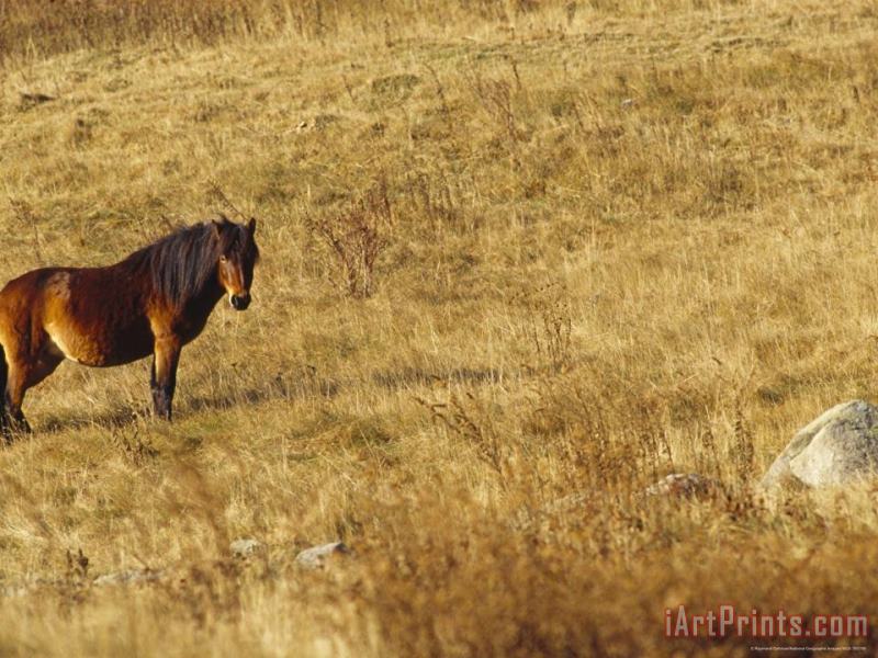 Wild Horse on The Appalachian Trail painting - Raymond Gehman Wild Horse on The Appalachian Trail Art Print