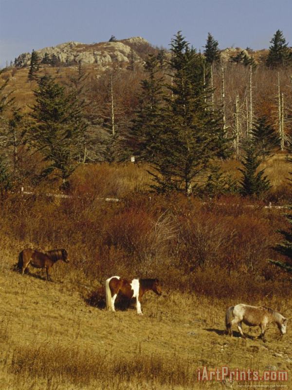 Wild Horses Fir And Ash Trees on The Appalachian Trail painting - Raymond Gehman Wild Horses Fir And Ash Trees on The Appalachian Trail Art Print