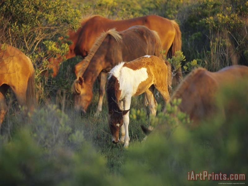 Wild Ponies And Foal Graze on Tender Grasses painting - Raymond Gehman Wild Ponies And Foal Graze on Tender Grasses Art Print