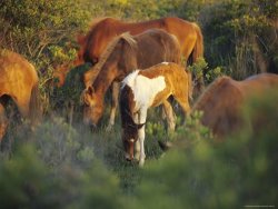 Raymond Gehman Wild Ponies And Foal Graze on Tender Grasses