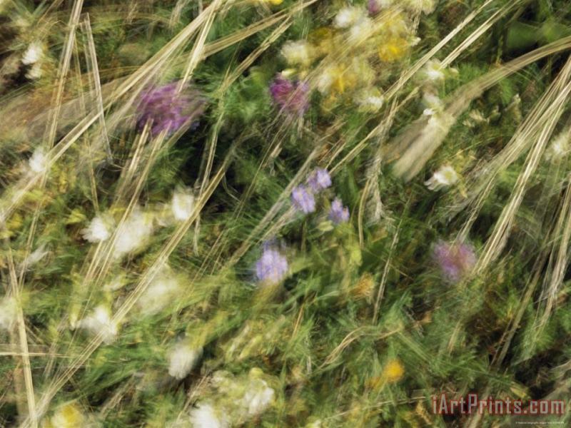 Raymond Gehman Wildflowers And Sedges in an Alpine Meadow Blowing in The Breeze Art Print