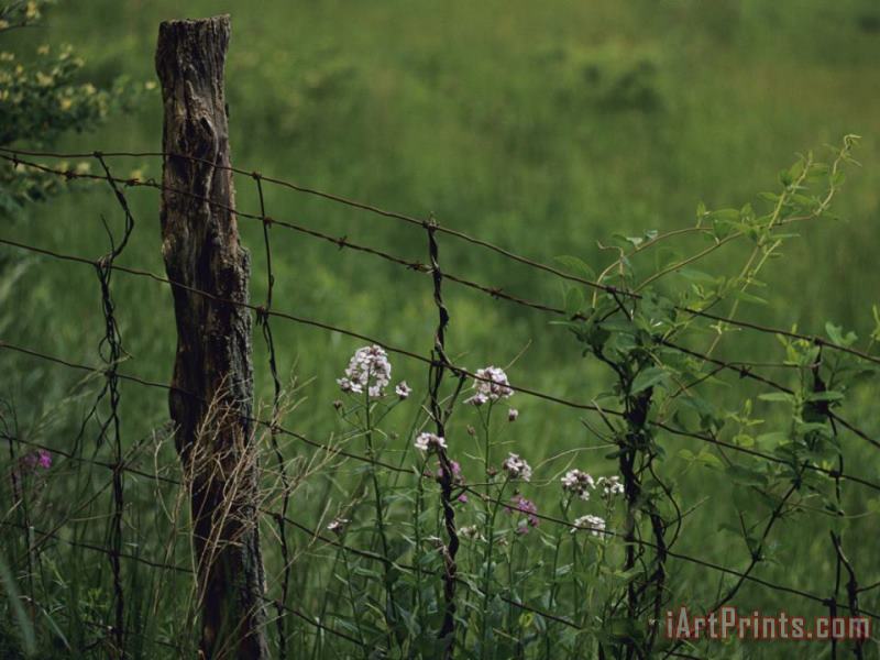 Wildflowers And Vines Growing in an Old Fence Topped with Barbed Wire painting - Raymond Gehman Wildflowers And Vines Growing in an Old Fence Topped with Barbed Wire Art Print