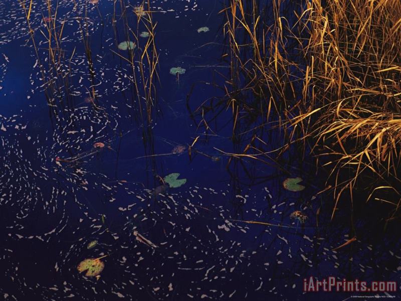 Raymond Gehman Wind Whipped Foam Meanders Between Sedges And Water Lily Leavesnear Lake Waccamaw Art Print