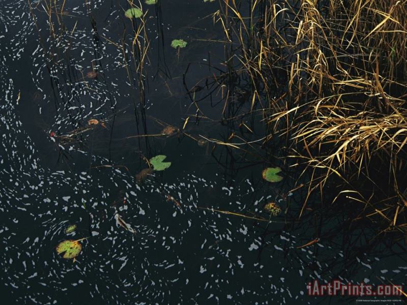 Raymond Gehman Wind Whipped Foam Meanders Between Small Water Lily Leaves And Sedges Near Lake Waccamaw Art Print