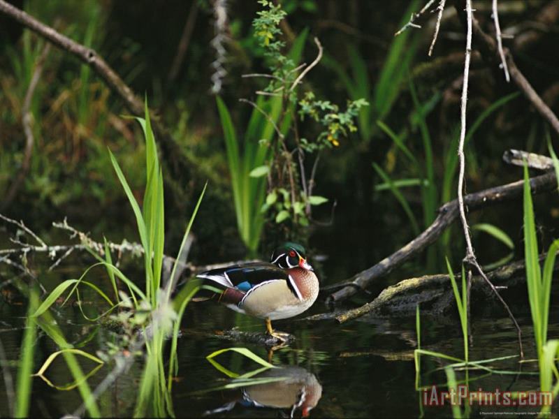 Wood Duck Reflected in Creek Water painting - Raymond Gehman Wood Duck Reflected in Creek Water Art Print