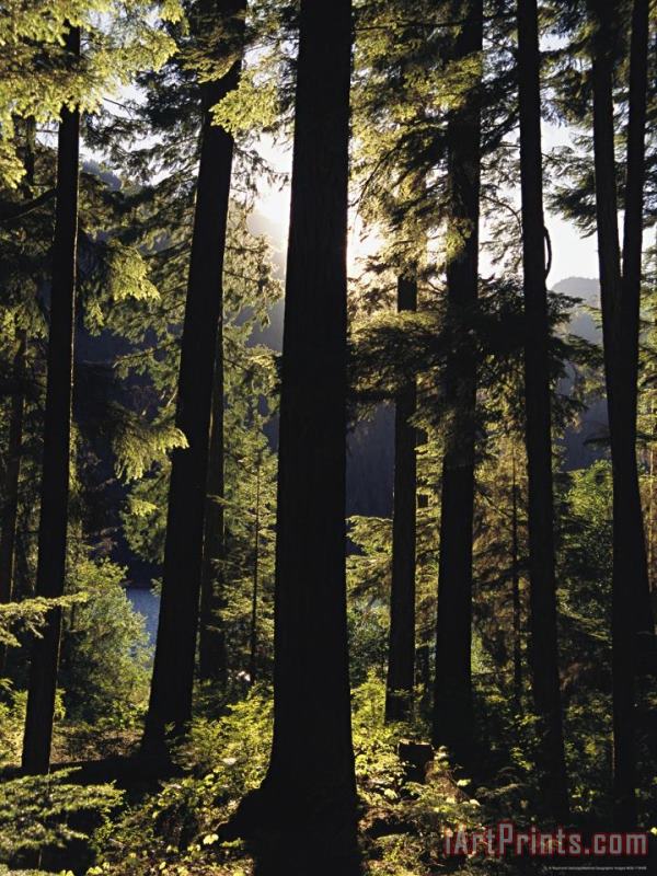 Raymond Gehman Woodland View of a Forest of Tall Evergreens Art Print