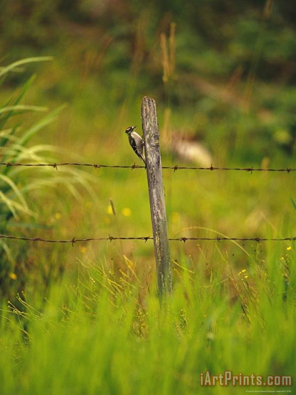 Woodpecker Clings to The Side of a Fence Post painting - Raymond Gehman Woodpecker Clings to The Side of a Fence Post Art Print