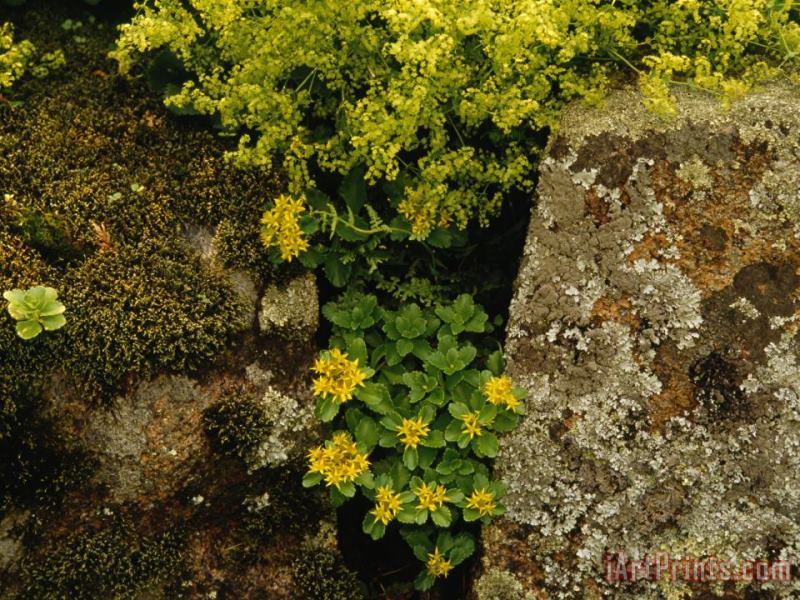 Raymond Gehman Yellow Blossoming Shrub And Flowers at The Thuya Garden Art Painting
