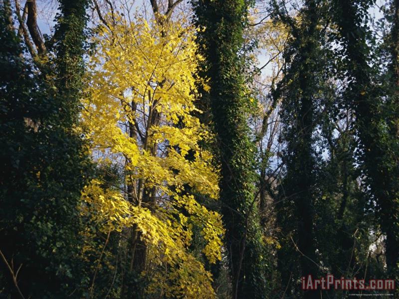 Raymond Gehman Yellow Fall Foliage on Maple Trees And Ivy Entwined Tree Trunks Art Painting