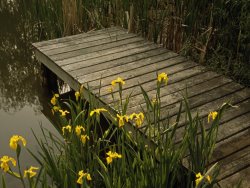 Raymond Gehman Yellow Irises Blooming by a Small Deck in a Calm Pond