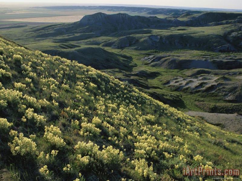 Yellow Locoweed Covers The Rolling Mesas of Grasslands National Park painting - Raymond Gehman Yellow Locoweed Covers The Rolling Mesas of Grasslands National Park Art Print