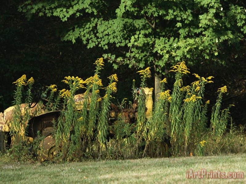 Yellow Tractor Hidden Behind Tall Plants painting - Raymond Gehman Yellow Tractor Hidden Behind Tall Plants Art Print