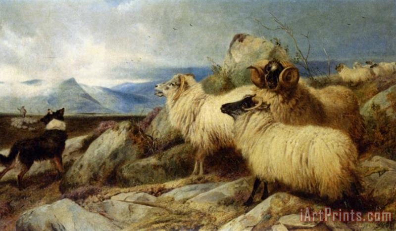Herding The Flock painting - Richard Ansdell Herding The Flock Art Print