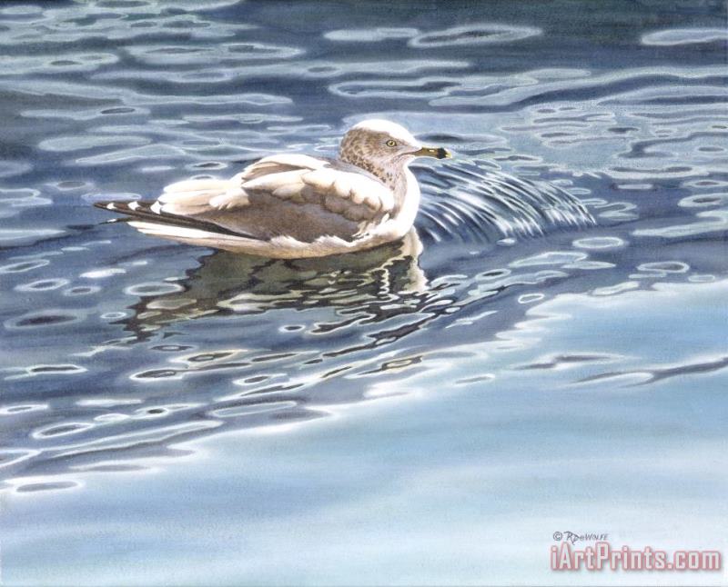 Ringed Bill Gull painting - Richard De Wolfe Ringed Bill Gull Art Print