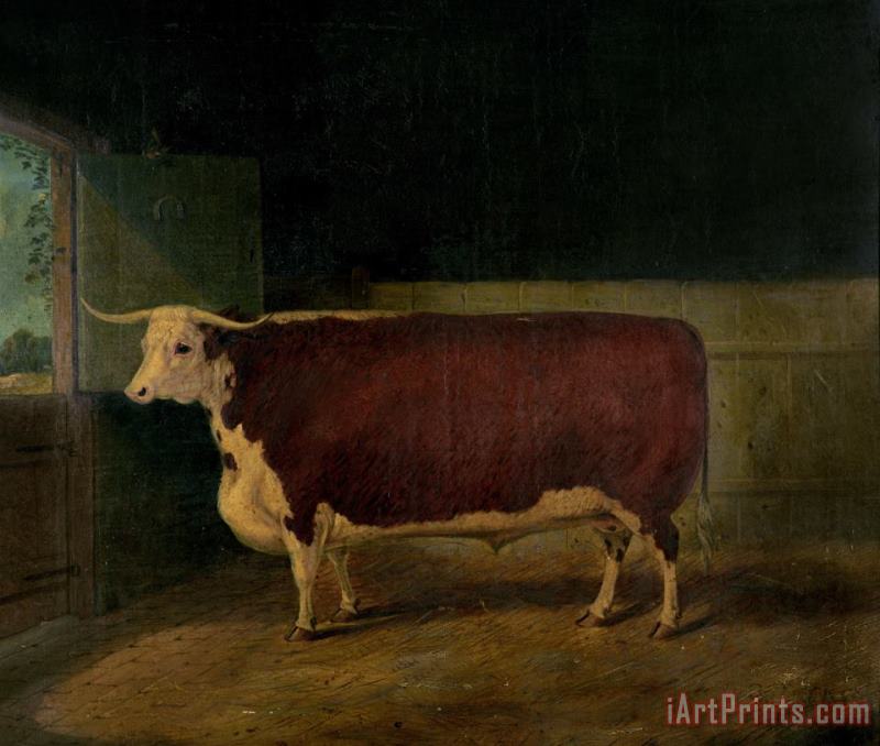Portrait of a Prize Hereford Steer painting - Richard Whitford Portrait of a Prize Hereford Steer Art Print