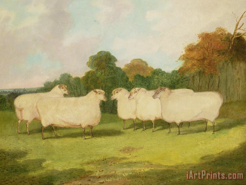 Study of Sheep in a Landscape painting - Richard Whitford Study of Sheep in a Landscape Art Print