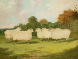 Richard Whitford Study of Sheep in a Landscape