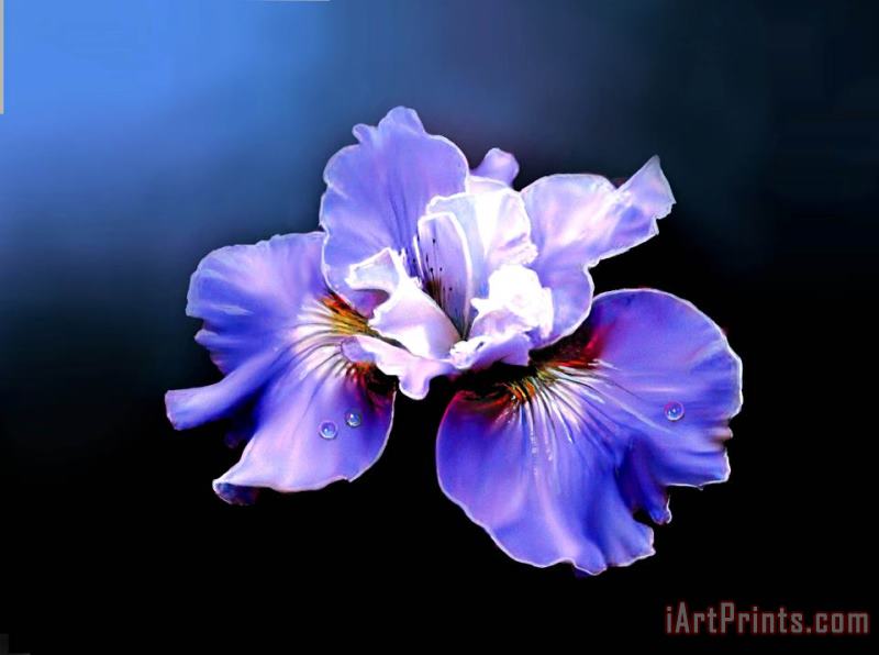 Robert Foster Siberian Iris Art Print