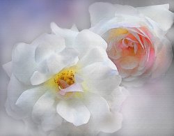 Robert Foster Soft Roses