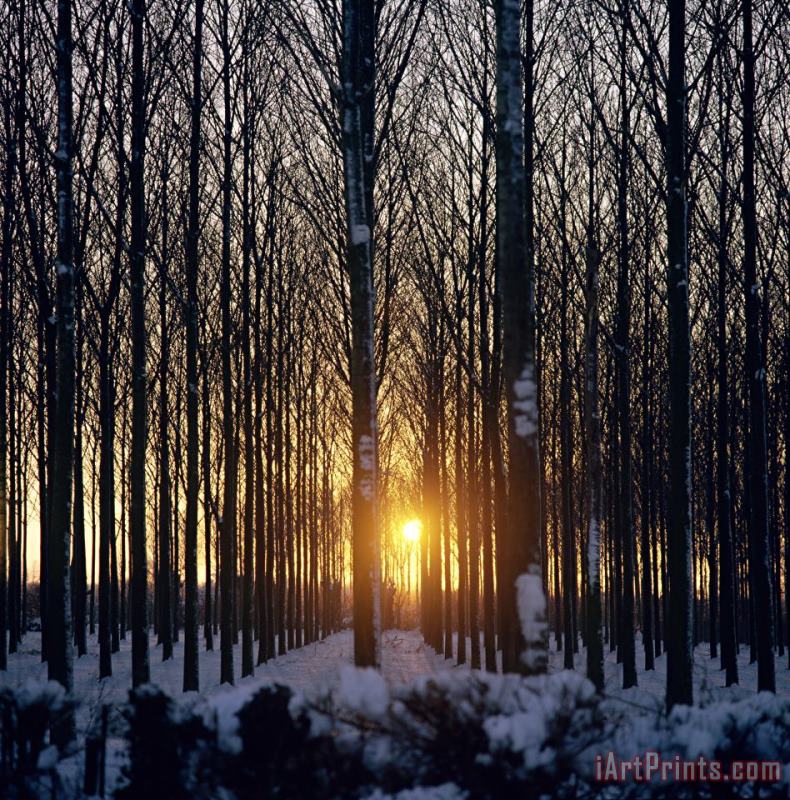 Robert Hallmann Winter Sunset Through The Trees Art Print