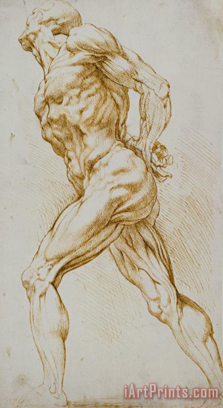 Rubens Anatomical Study Art Painting