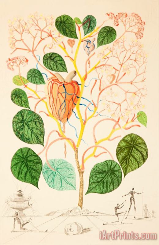 Begonia (anacardium Recordans), From Flordali, 1968 painting - Salvador Dali Begonia (anacardium Recordans), From Flordali, 1968 Art Print