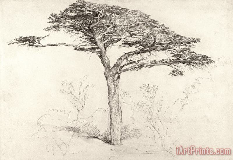 Samuel Palmer Old Cedar Tree In Botanic Garden Chelsea Art Print