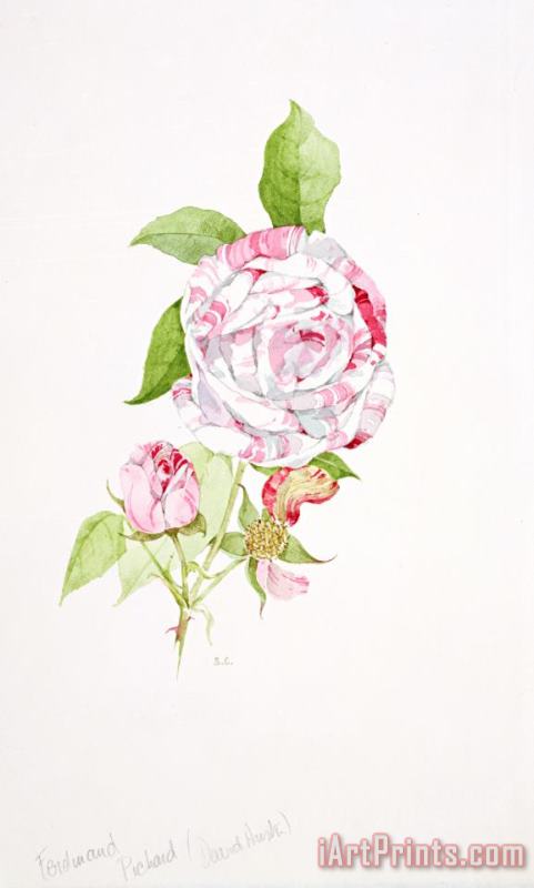 Rosa Ferdinand Pichard painting - Sarah Creswell Rosa Ferdinand Pichard Art Print