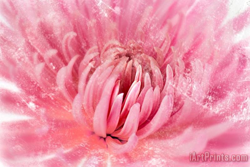 Chrysanthenum Pink painting - Sia Aryai Chrysanthenum Pink Art Print