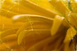 Sia Aryai Chrysanthenum Yellow