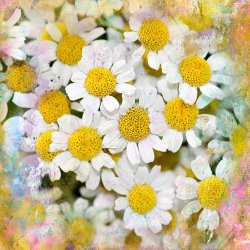 Sia Aryai Daisy Garden