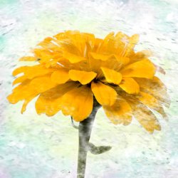 Sia Aryai Marigold